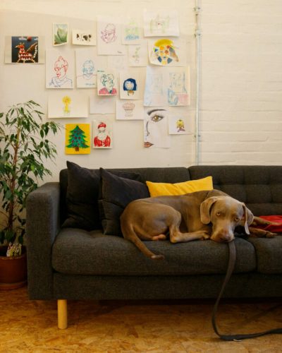 Workish - Dog Friendly Coworking